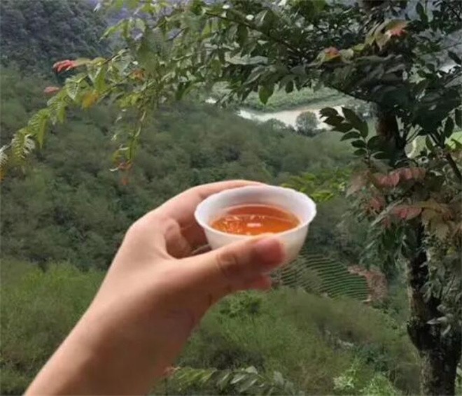 南山茶业