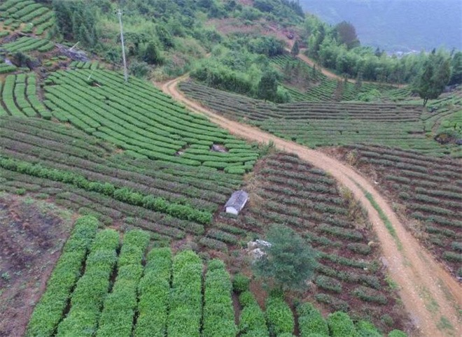 金竹湾茶业