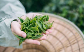 掌握下一个风口，大与茶号加盟怎么样？