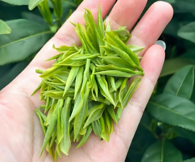 銀葉牌安吉白茶