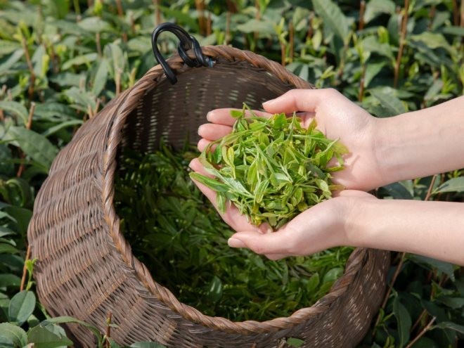 家和茶